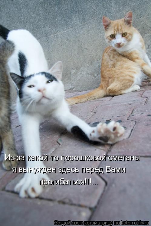 Из-за какой-то порошковой сметаны я вынужден здесь перед Вами прогибаться!!!...... Котоматрица: Из-за какой-то порошковой сметаны я вынужден здесь перед Вами прогибаться!!!...