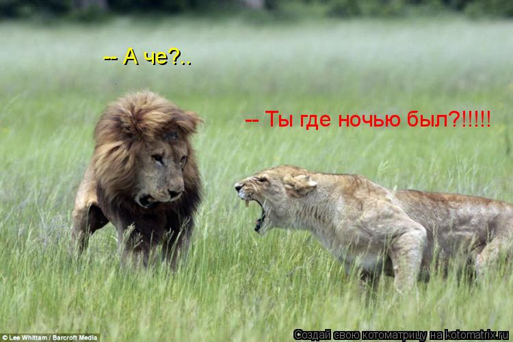 -- Ты где ночью был?!!!!! -- А че?..... Котоматрица: -- Ты где ночью был?!!!!! -- А че?..