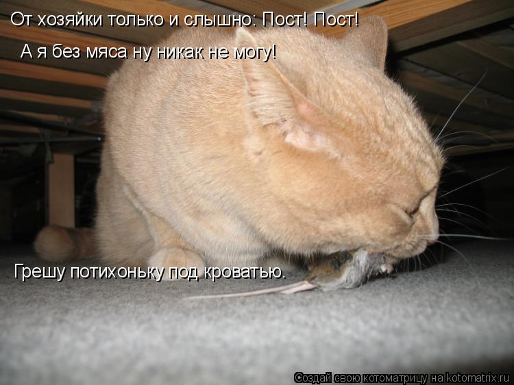 От хозяйки только и слышно: Пост! Пост! А я без мяса ну никак не могу! Грешу потихоньку под кроватью.... Котоматрица: От хозяйки только и слышно: Пост! Пост! А я без мяса ну никак не могу! Грешу потихоньку под кроватью.