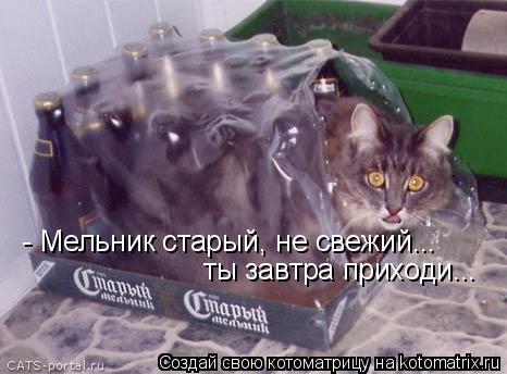 - Мельник старый, не свежий... ты завтра приходи...... Котоматрица: - Мельник старый, не свежий... ты завтра приходи...
