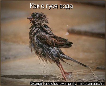 Как с гуся вода... Котоматрица: Как с гуся вода