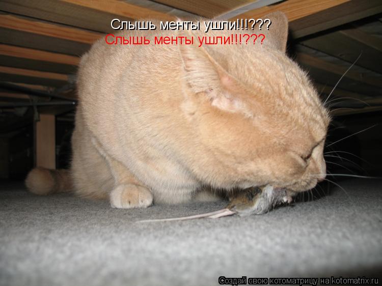 Слышь менты ушли!!!??? Слышь менты ушли!!!???... Котоматрица: Слышь менты ушли!!!??? Слышь менты ушли!!!???