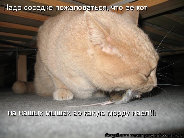 Котоматрица: Надо соседке пожаловаться, что ее кот на нашых мышах во какую морду наел!!!