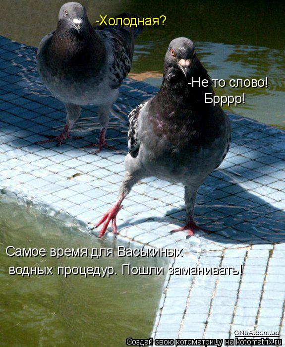 Котоматрица: -Холодная? -Не то слово!  Брррр! Самое время для Васькиных  водных процедур. Пошли заманивать!