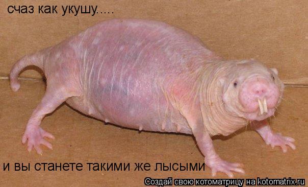 Котоматрица: счаз как укушу.....  и вы станете такими же лысыми