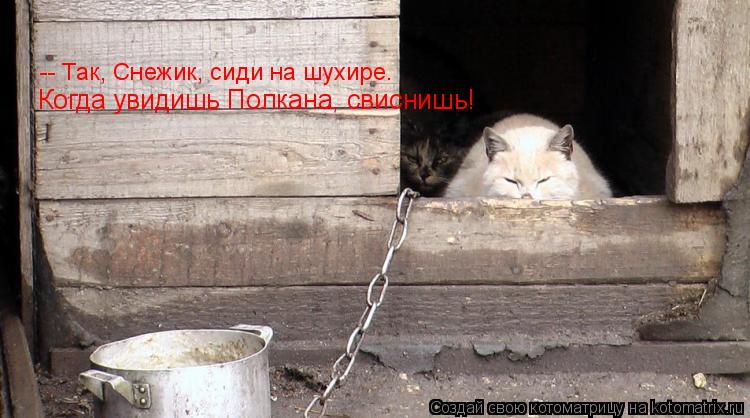 Котоматрица: -- Так, Снежик, сиди на шухире.  Когда увидишь Полкана, свиснишь!
