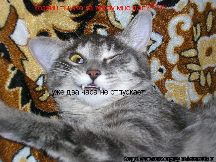 Котоматрица: хозяииииин ты что за траву мне дал????? уже два часа не отпускает хозяин ты что за траву мне дал?????  уже два часа не отпускает