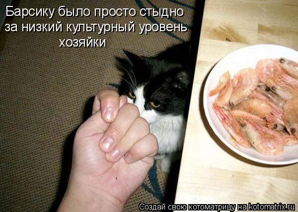 Котоматрица: Барсику было просто стыдно  за низкий культурный уровень хозяйки