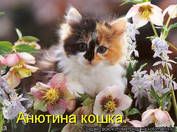 Анютина кошка.... Котоматрица: Анютина кошка.