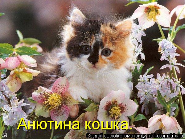 Котоматрица: Анютина кошка.