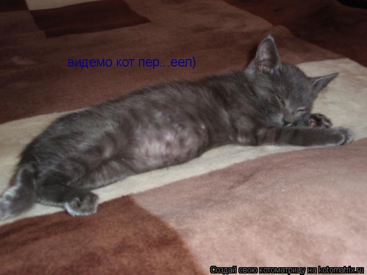 Котоматрица: видемо кот пер...еел)