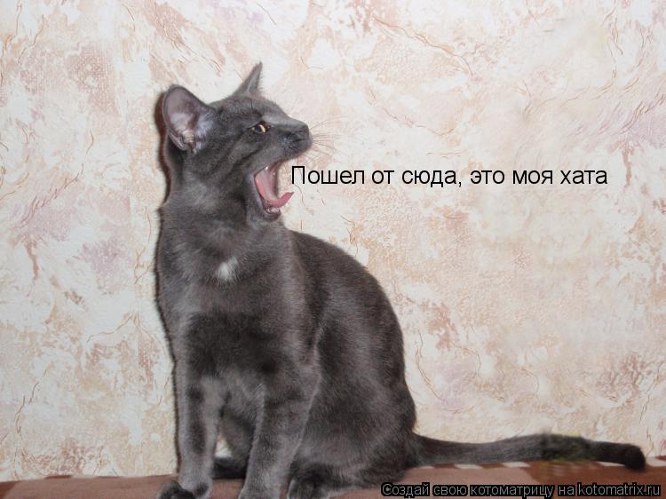 Котоматрица: Пошел от сюда, это моя хата