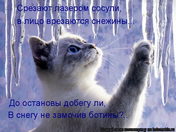 Срезают лазером сосули, в лицо врезаются снежины... До остановы добегу ли, В снегу не замочив ботины?... Котоматрица: Срезают лазером сосули, в лицо врезаются снежины... До остановы добегу ли, В снегу не замочив ботины?..
