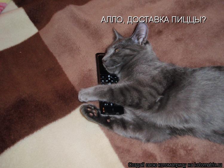 Котоматрица: АЛЛО, ДОСТАВКА ПИЦЦЫ?