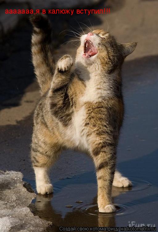 Котоматрица: ааааааа,я в калюжу вступил!!!