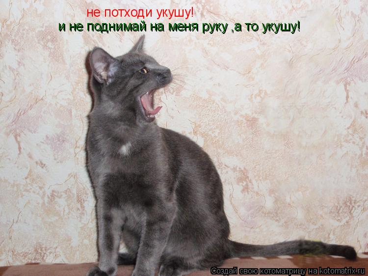 Котоматрица: не потходи укушу! и не поднимай на меня руку ,а то укушу!