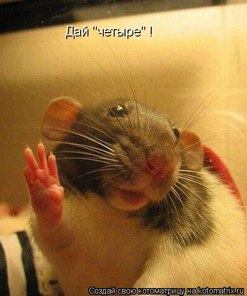 Котоматрица: Дай "четыре" !