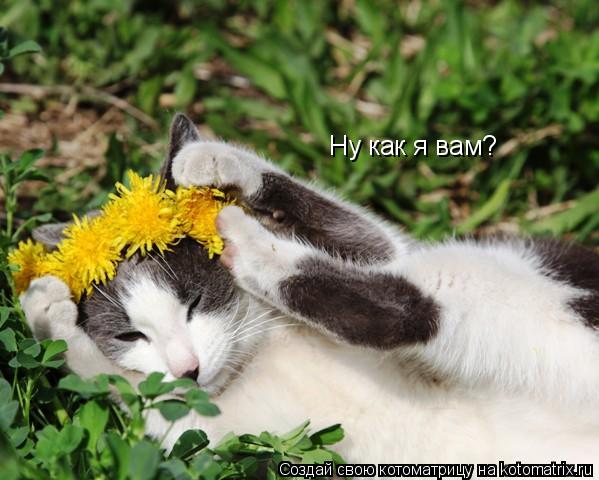 Котоматрица: Ну как я вам?