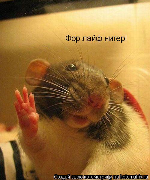 Котоматрица: Фор лайф нигер!