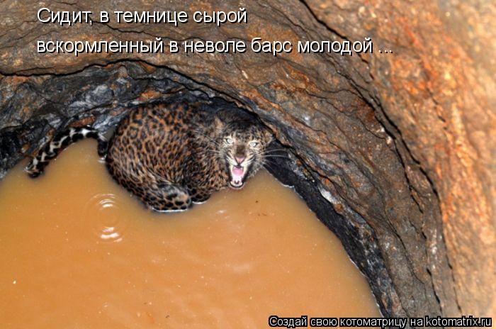 Котоматрица: Сидит, в темнице сырой вскормленный в неволе барс молодой ...