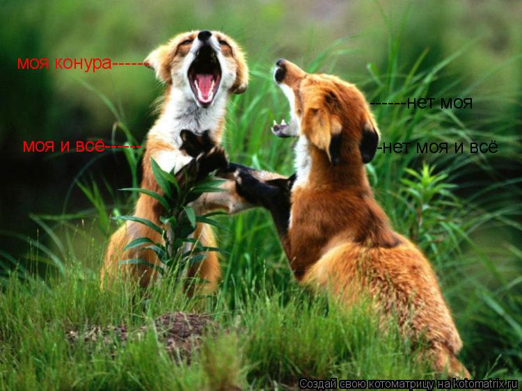 Котоматрица: моя конура------ ------нет моя  моя и всё------  -нет моя и всё