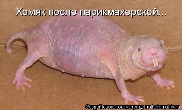 Котоматрица: Хомяк после парикмахерской...