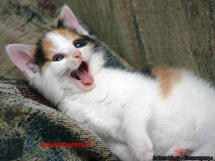 Котоматрица: ааааафигеть!!!!