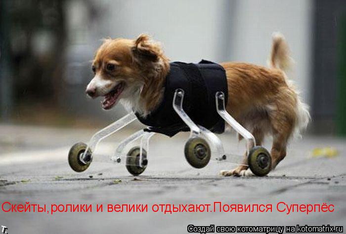 Котоматрица: Скейты , ролики и велики отдыхают Скейты,ролики и велики отдыхают.Появился Суперпёс