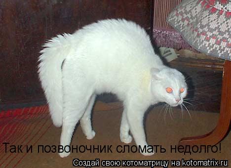 Котоматрица: Так и позвоночник сломать недолго!