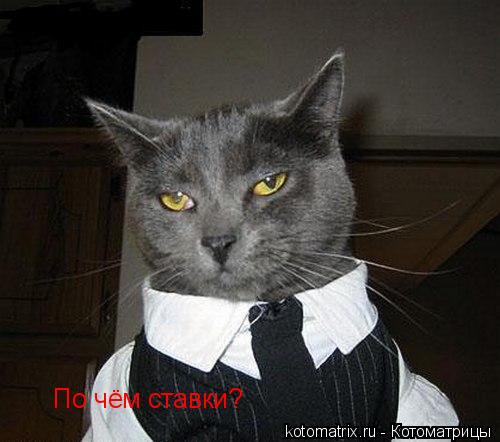 Котоматрица: По чём ставки?
