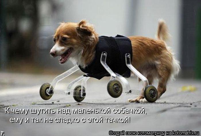 Котоматрица: К чему шутить над маленькой собачкой,  ему и так не сладко с этой тачкой!