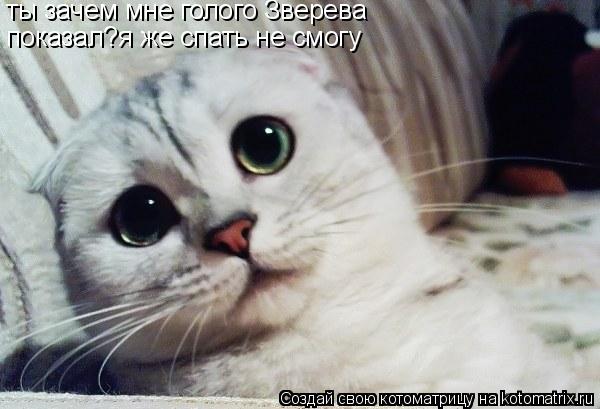 Котоматрица: ты зачем мне голого Зверева  показал?я же спать не смогу