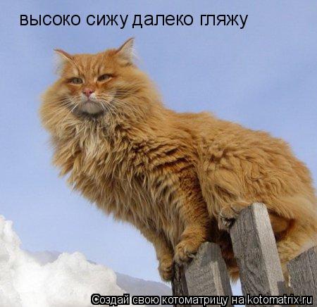 Котоматрица: высоко сижу далеко гляжу