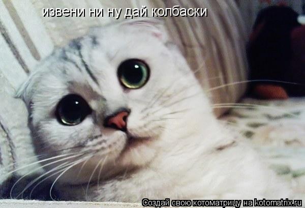 Котоматрица: извени ни ну дай колбаски