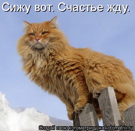 Котоматрица: Сижу вот. Счастье жду.
