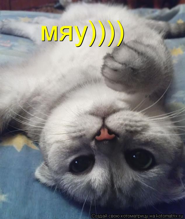 Котоматрица: мяу))))