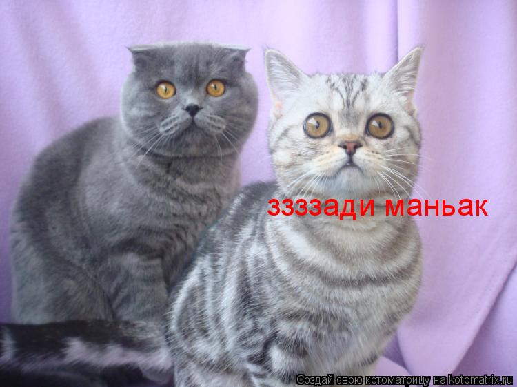 Котоматрица: ззззади маньак
