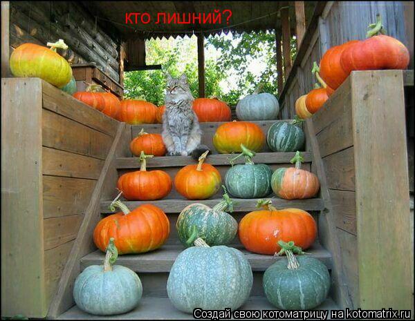 Котоматрица: кто лишний?