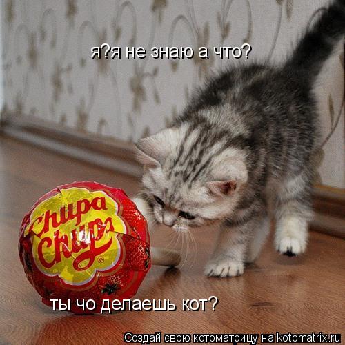 Котоматрица: ты чо делаешь кот? я?я не знаю а что?
