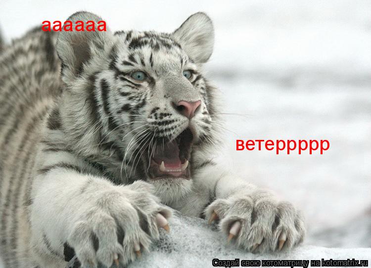 Котоматрица: аааааа ветеррррр