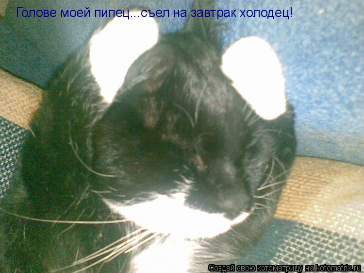Котоматрица: Голове моей пипец...съел на завтрак холодец!