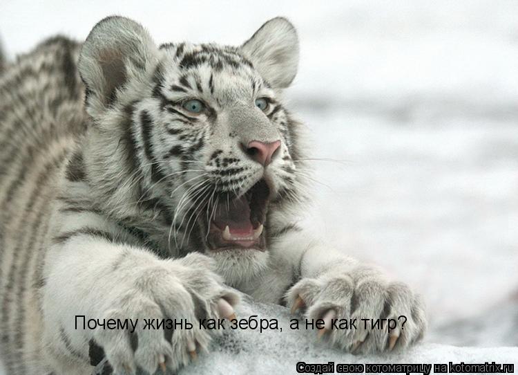 Котоматрица: Почему жизнь как зебра, а не как тигр?