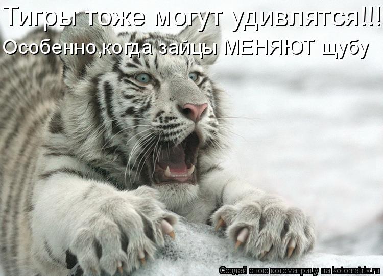 Котоматрица: Тигры тоже могут удивлятся!!!!! Особенно,когда зайцы МЕНЯЮТ щубу