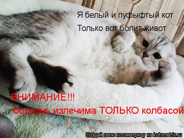 Котоматрица: Я белый и пуфыфтый кот Только вот болит живот ВНИМАНИЕ!!! болезнь излечима ТОЛЬКО колбасой