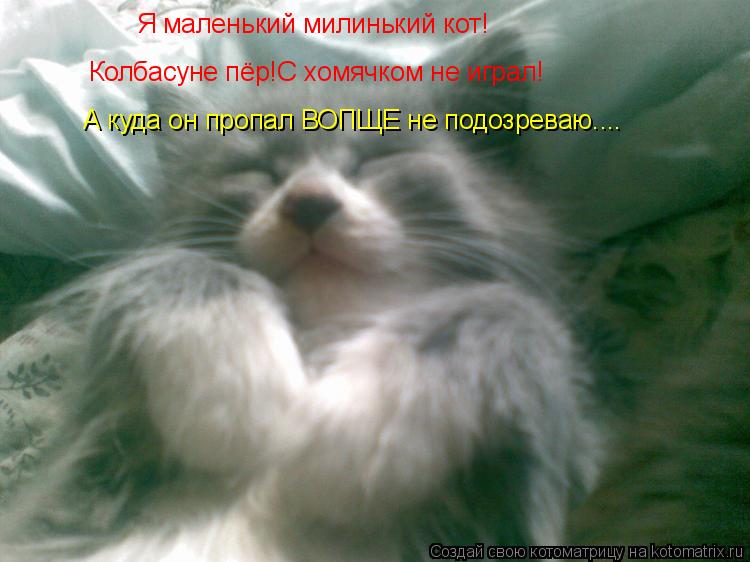 Я маленький милинький кот! Колбасуне пёр!С хомячком не играл! А куда он пропал ВОПЩЕ не подозреваю...... Котоматрица: Я маленький милинький кот! Колбасуне пёр!С хомячком не играл! А куда он пропал ВОПЩЕ не подозреваю....