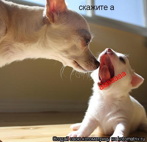 Котоматрица: скажите а ааааааа