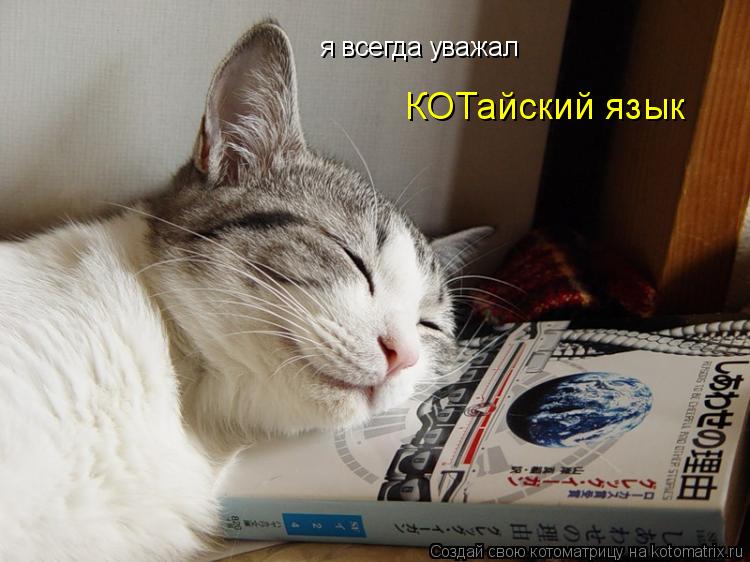 Котоматрица: я всегда уважал КОТайский язык