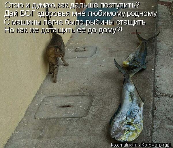 Котоматрица: Стою и думаю,как дальше поступить? Дай БОГ здоровья мне любимому,родному С машины легче было рыбины стащить Но как же дотащить её до дому?!