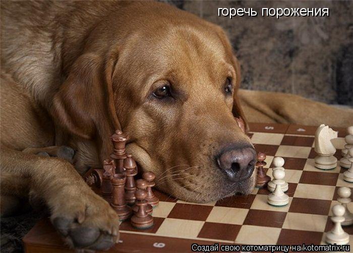 Котоматрица: горечь порожения