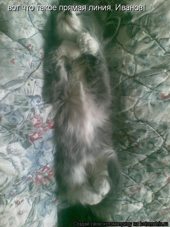 Котоматрица: вот что такое прямая линия, Иванов!